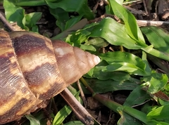 Achatina