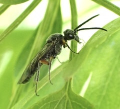 Dolerus vestigialis