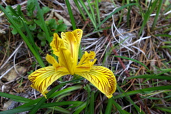 Iris innominata