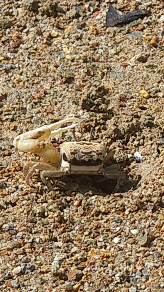 Austruca