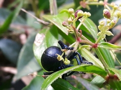 Timarcha tenebricosa