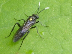 Macrophya apicalis