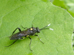 Macrophya apicalis