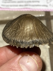 Panaeolus