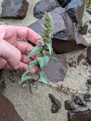 Penstemon acuminatus