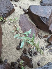 Penstemon acuminatus
