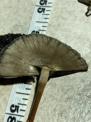 Panaeolus