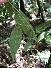 Aristolochia laheyana