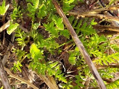 Achillea nobilis