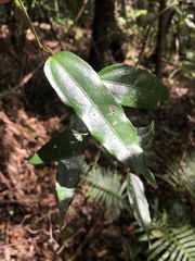 Aristolochia laheyana