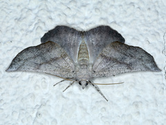 Mnesampela comarcha