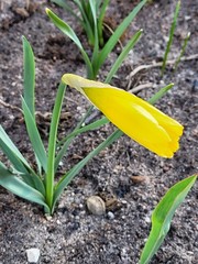 Narcisseae