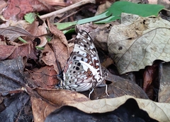Charaxes etesipe etesipe