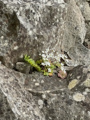 Saxifraga maderensis image