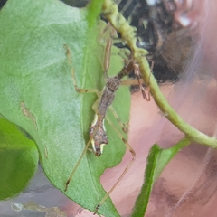 Epidaus sexspinus