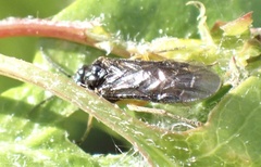 Halidamia affinis