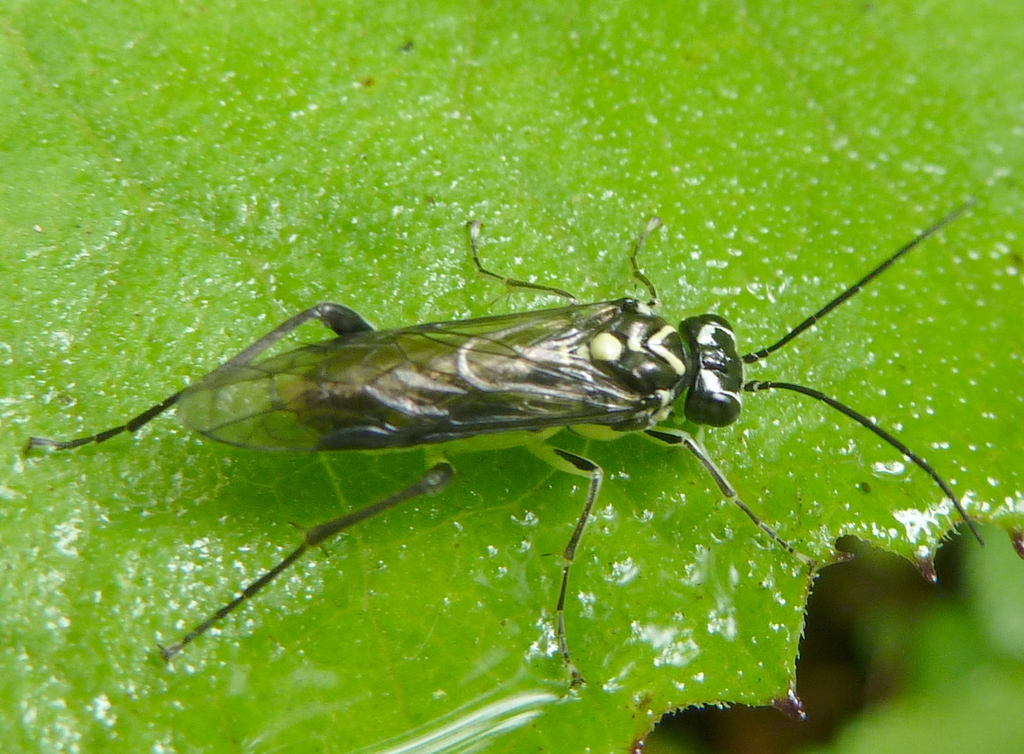 Pachyprotasis erratica