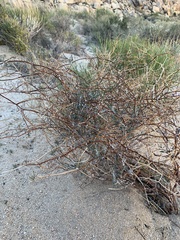 Eriogonum plumatella