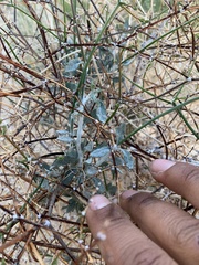 Eriogonum plumatella