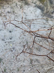 Eriogonum plumatella