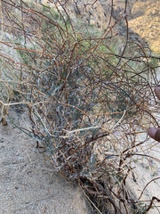 Eriogonum plumatella
