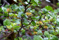 Ribes cruentum