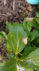 Volutella pachysandrae