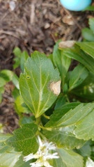 Volutella pachysandrae