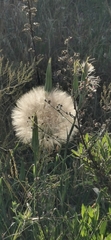 Tragopogon coelesyriacus