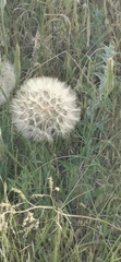 Tragopogon coelesyriacus