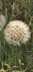 Tragopogon coelesyriacus