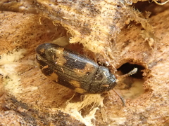 Mycetophagus piceus