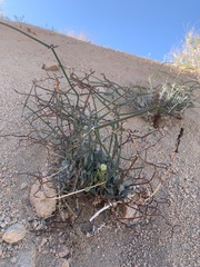 Eriogonum plumatella