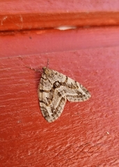 Trichopteryx polycommata