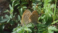 Coenonympha amaryllis