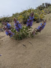 Penstemon acuminatus