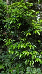 Cryptocarya chinensis
