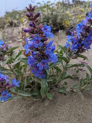 Penstemon acuminatus