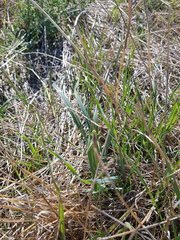 Conocephalus upoluensis