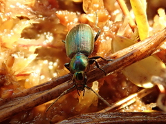Agonum ericeti