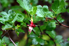 Ribes cruentum