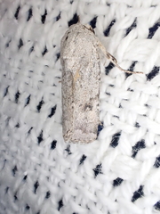 Proteuxoa amaurodes