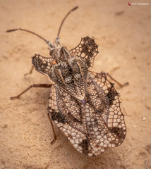 Ammianus junodi