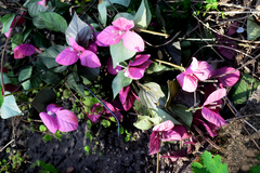 Barleria repens