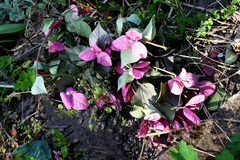 Barleria repens