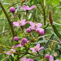 Boronia rivularis