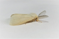 Laelia obsoleta