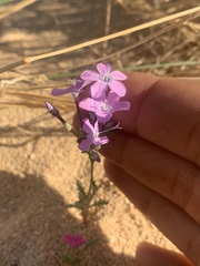 Gilia cana speciosa