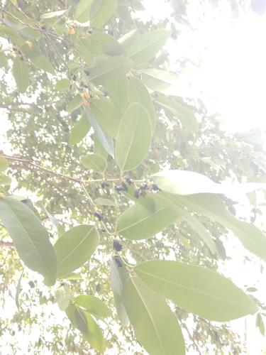 Diospyros mollis