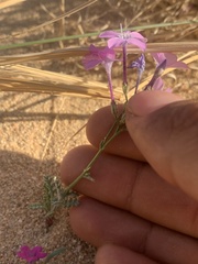 Gilia cana speciosa